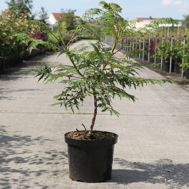 Sumac à feuilles découpées