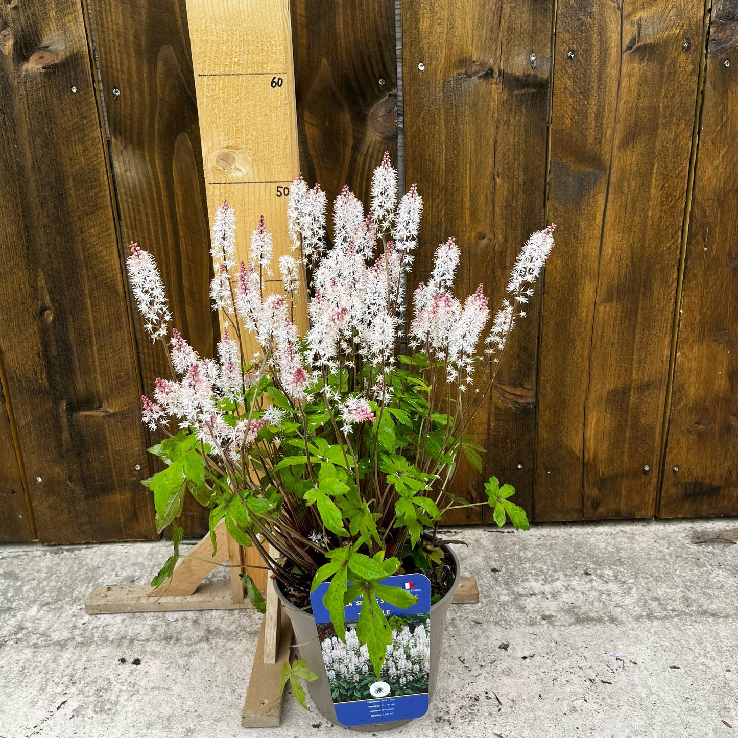 Tiarelle 'Spring Symphony'