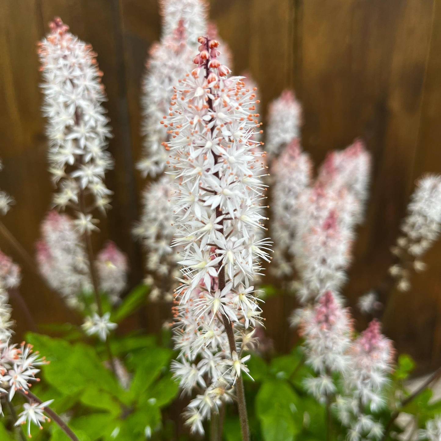 Tiarelle 'Spring Symphony'