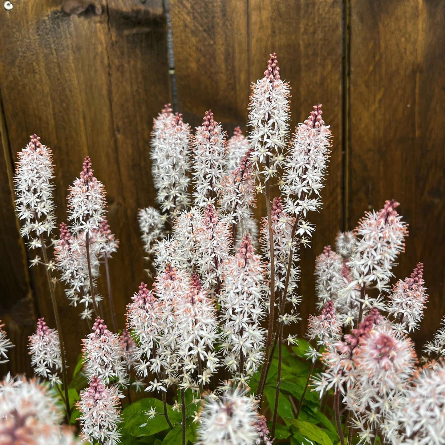 Tiarelle 'Spring Symphony'