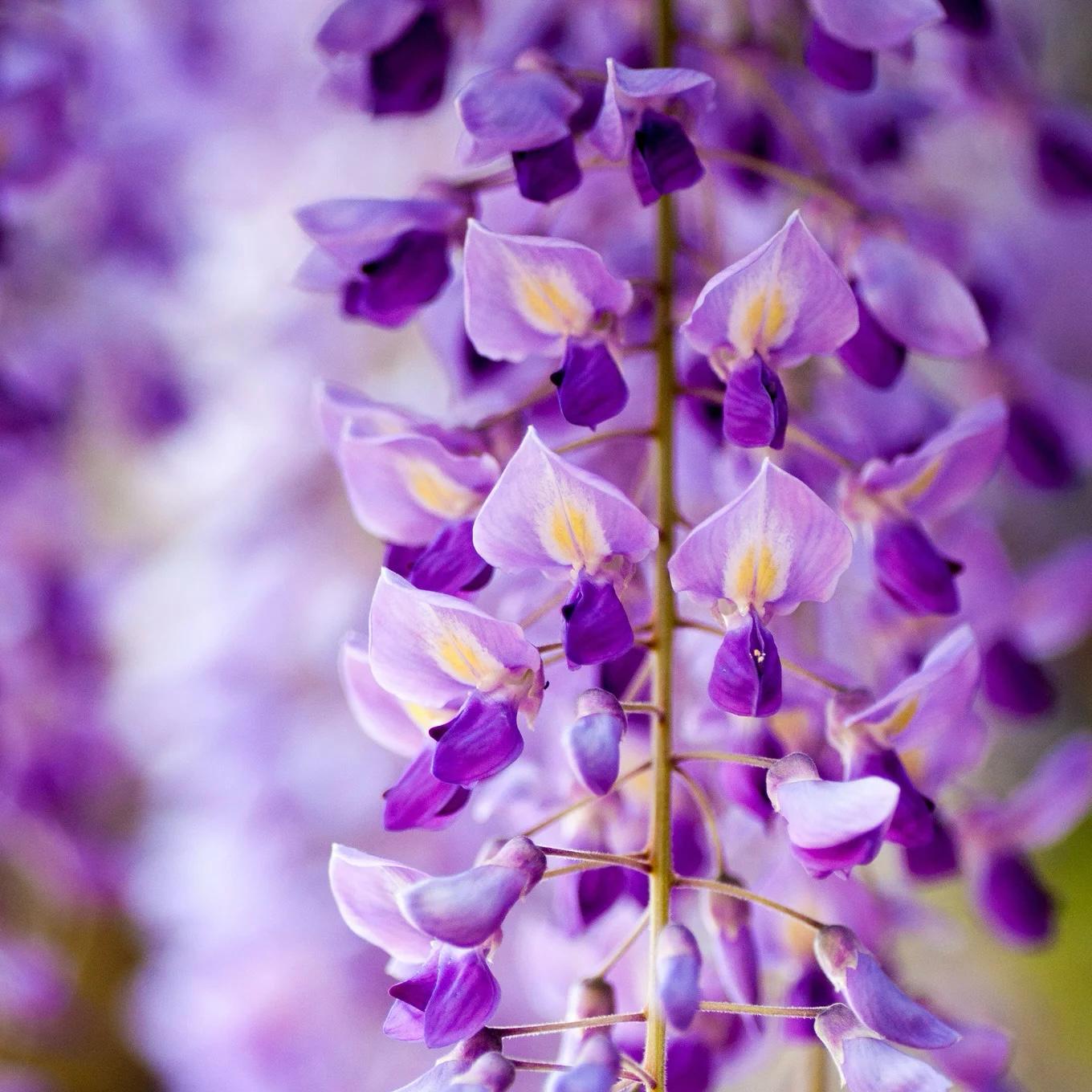 Glycine Du Japon Macrobotrys