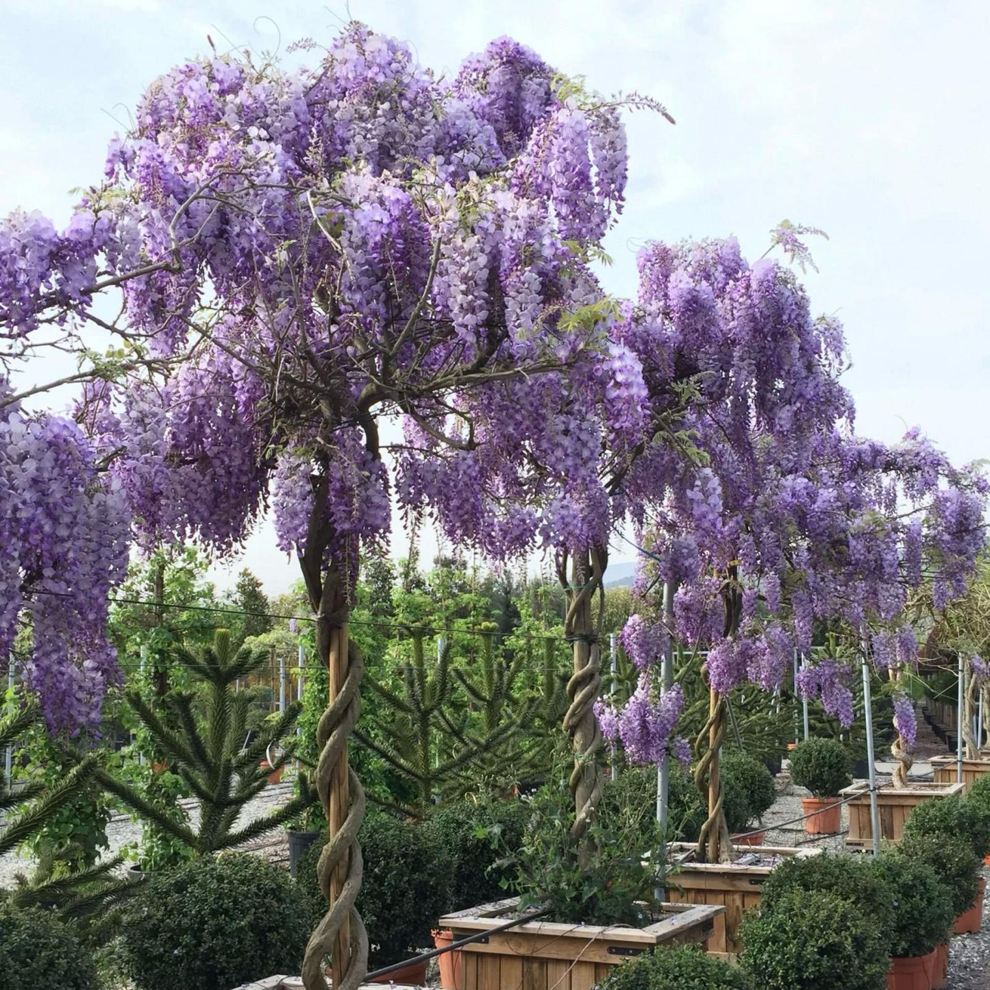 Glycine bleue de Chine