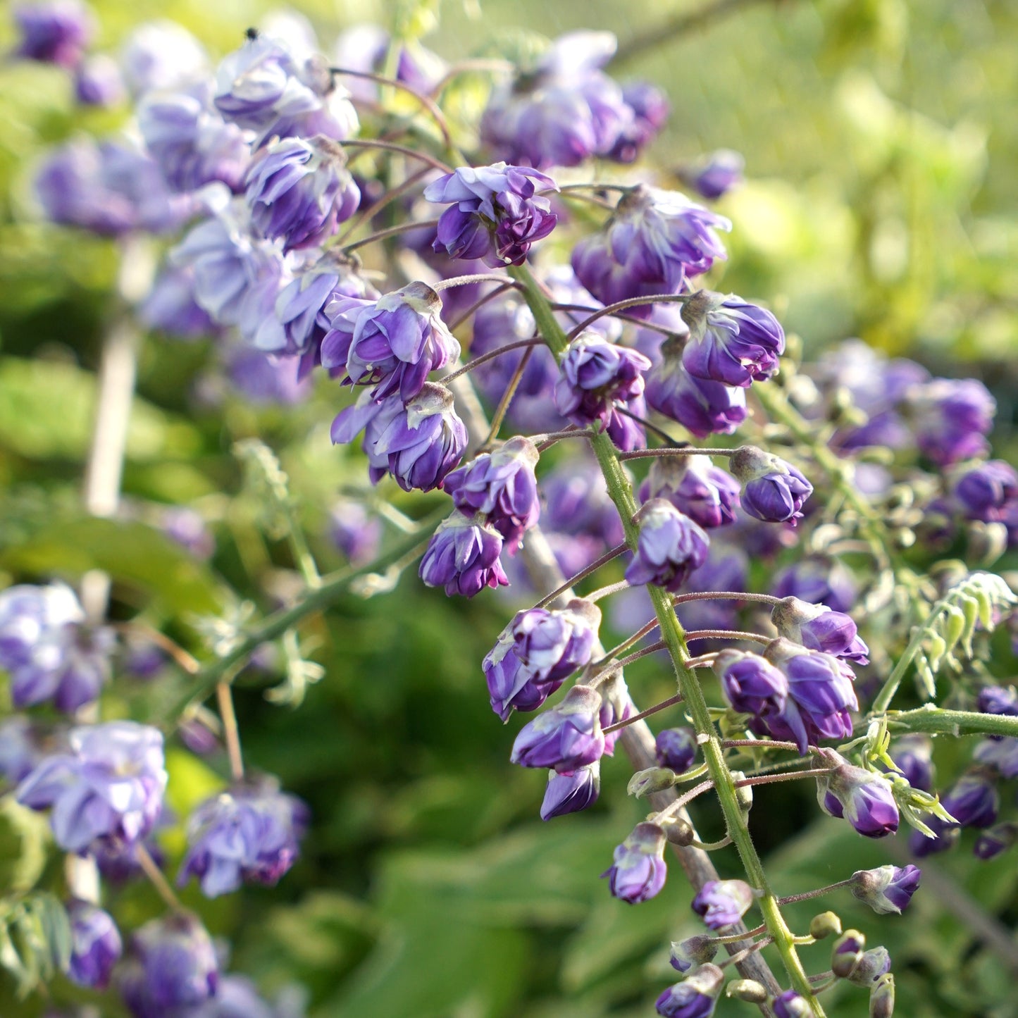 Glycine violette du Japon