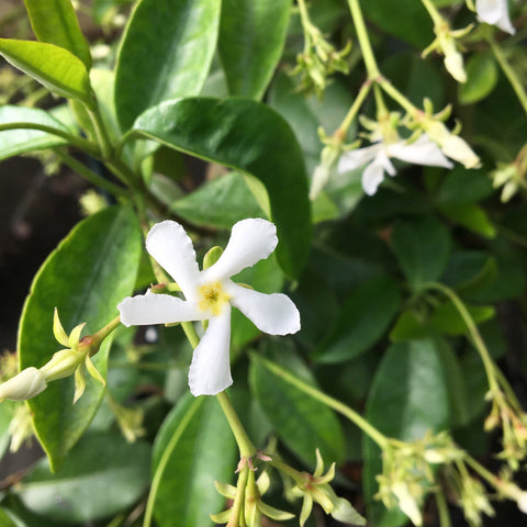 Le Jasmin - Véritable star des grimpantes !