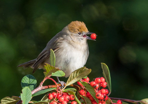 5 plantes pour nourrir les oiseaux !