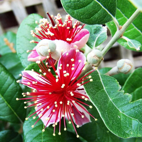 Feijoa (goyavier du Brésil) : plantation, culture et entretien