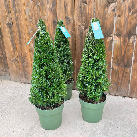 Tout savoir sur l’Ilex crenata, l’élégant remplaçant du buis !