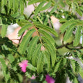 Albizia