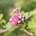 Rosiers