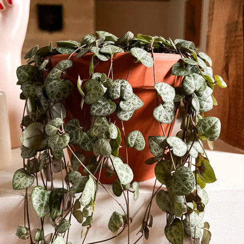 Plantes vertes