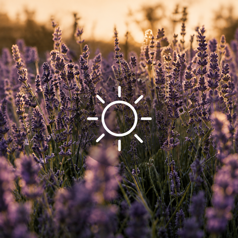 Pour un jardin plein soleil