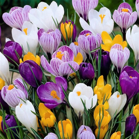 Crocus