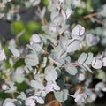 Eucalyptus