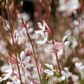 Gaura