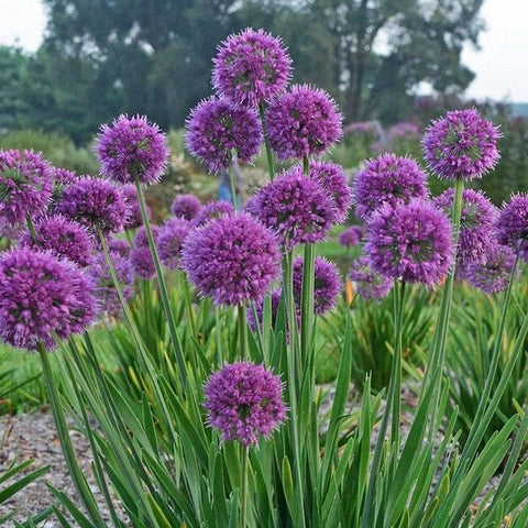 Allium