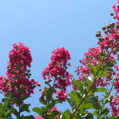 Topiaires