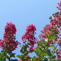 Topiaires