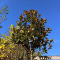 Magnolia