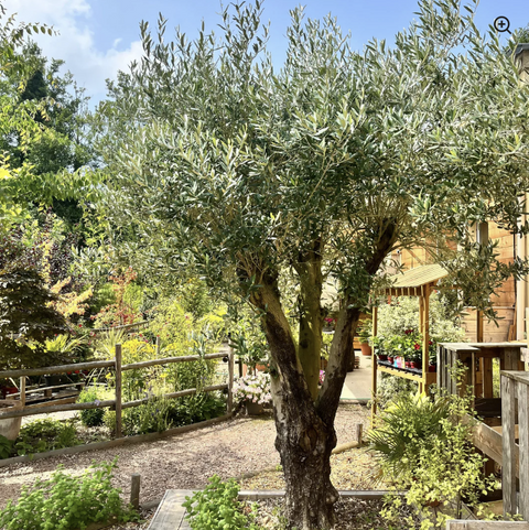 Plantes méditerranéennes