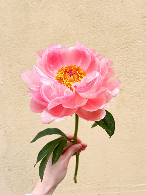 Pivoines