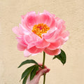 Pivoines