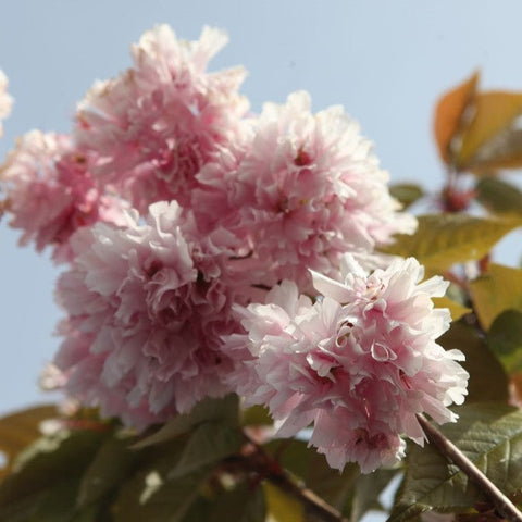 Cerisier à fleurs