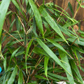 bambous
