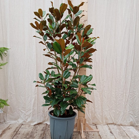 Arbres à croissance lente