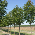 Marronnier