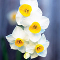 Narcisses