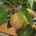 Pommier
