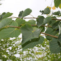 Tilleul