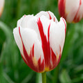 Tulipes