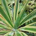 Yucca
