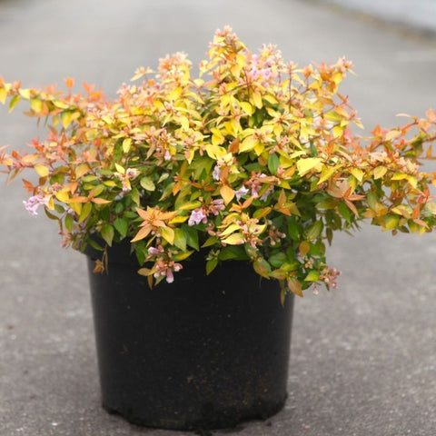 Abelia 'Caramel charm'