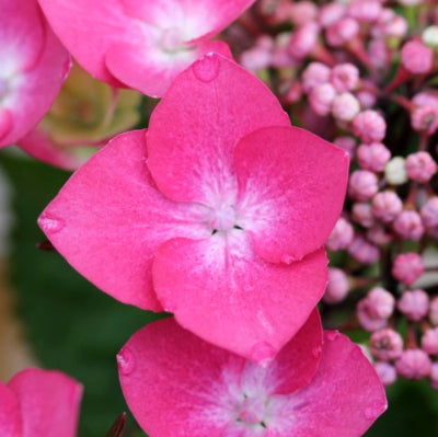 Hortensia Teller