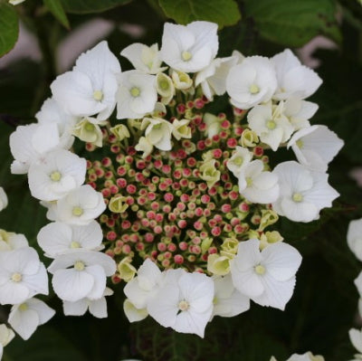 Hortensia Teller