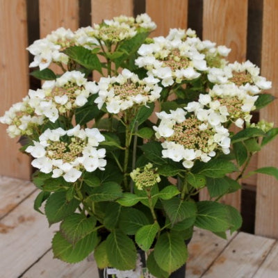 Hortensia Teller