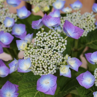 Hortensia Teller