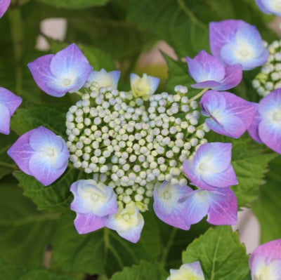 Hortensia Teller