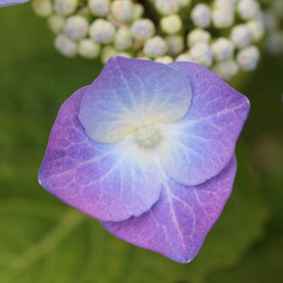 Hortensia Teller