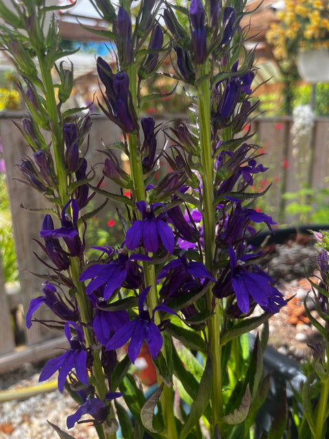 Lobelia Fanship