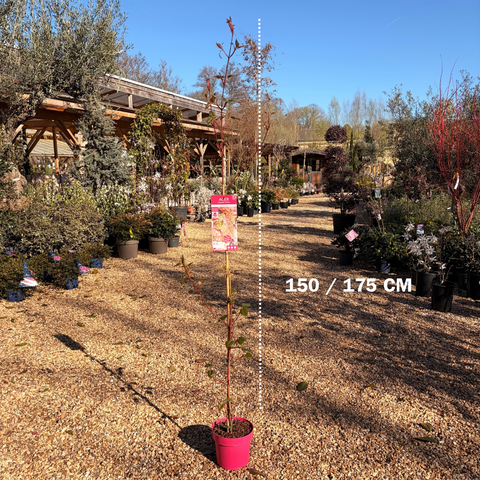 Acer conspicuum Red Flamingo