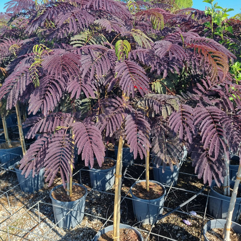 Albizia 'summer chocolate'