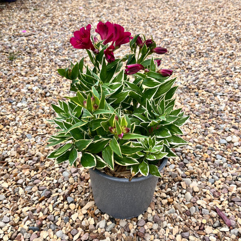 Alstroemeria 'river valley'