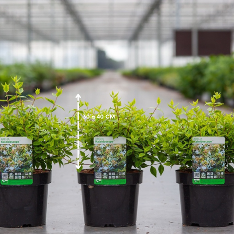 Abelia 'Kaleidoscope'