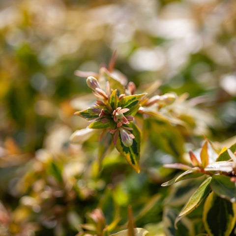 Abelia 'Kaleidoscope'