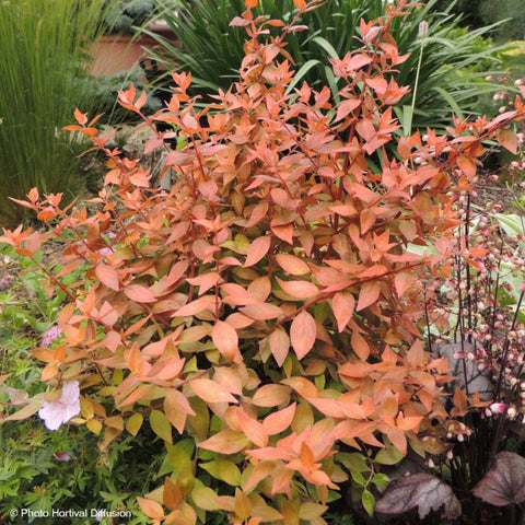 Abelia 'Caramel charm'