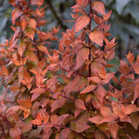 Abelia 'Caramel charm'