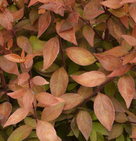 Abelia 'Caramel charm'